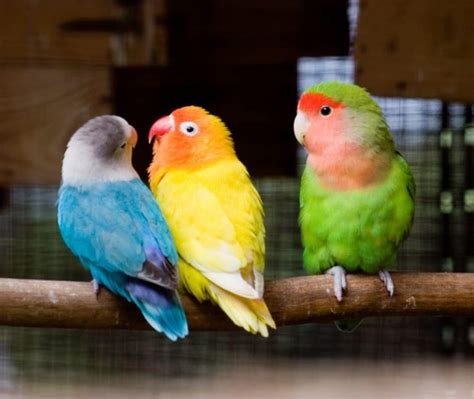 Cara Ternak Burung Love Bird